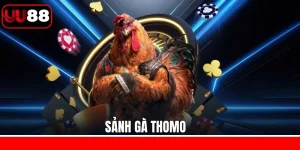 Sảnh Gà Thomo UU88 - Điểm Đến Hấp Dẫn Cho Tín Đồ Chọi Kê