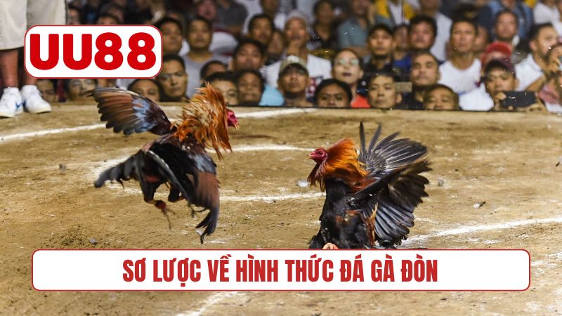 Sơ lược về hình thức đá gà đòn